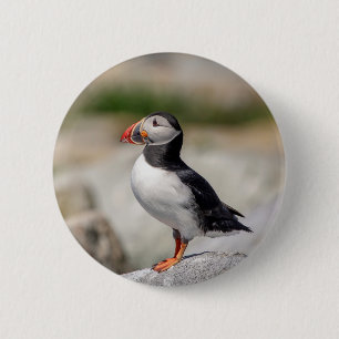Bóton Redondo 5.08cm Puffin Atlântico em Machias, Maine