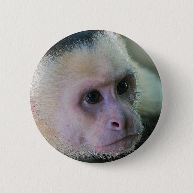 Bóton Redondo 5.08cm Pura vida for White-faced capuchin monkey (Frente)