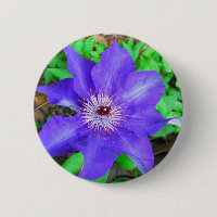 Purple Clematis Flower