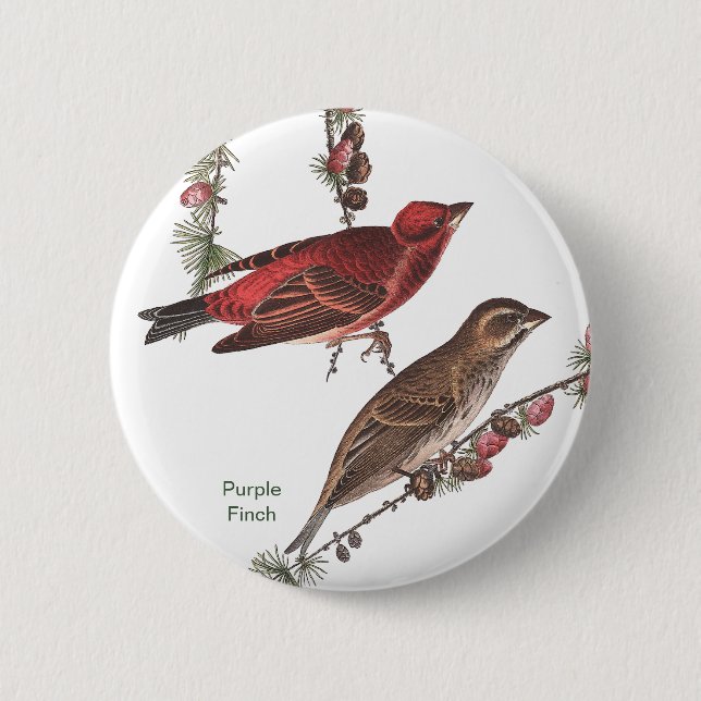 Bóton Redondo 5.08cm Purple Finch, John James Audubon, Birdwatcher Bird (Frente)