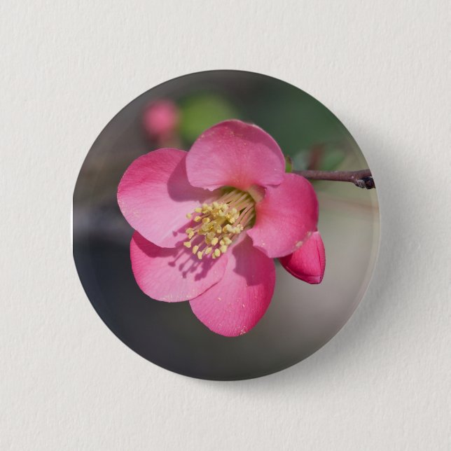 Bóton Redondo 5.08cm Quince Rosa Perfeito em Flor (Frente)