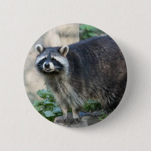Bóton Redondo 5.08cm Raccoon Pin