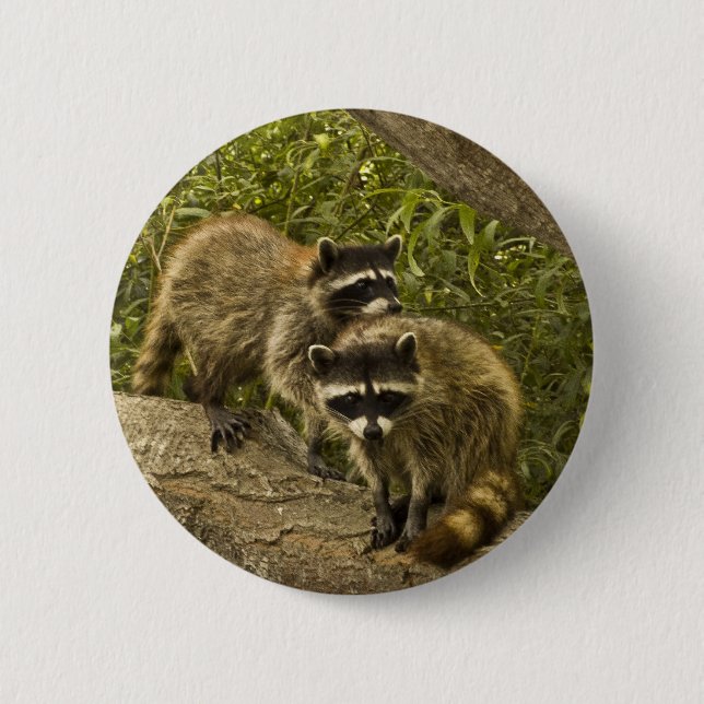 Bóton Redondo 5.08cm Raccoons (Frente)