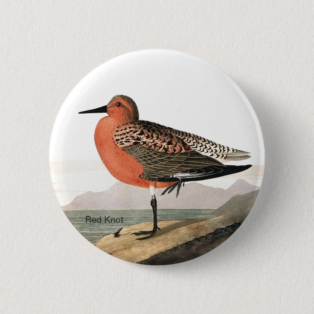 Bóton Redondo 5.08cm Red Knot by Audubon, Sandpiper Birdwatcher, Bird (Frente)