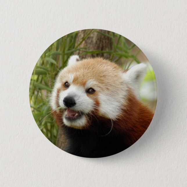 Bóton Redondo 5.08cm red-panda-033 (Frente)