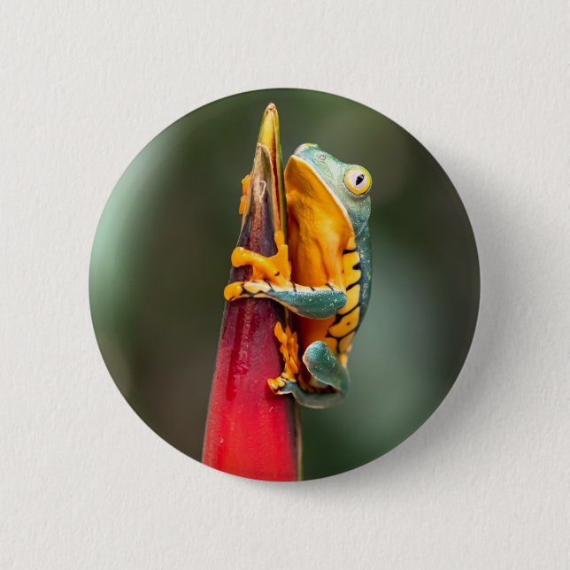 Bóton Redondo 5.08cm Sapo verde-laranja  de árvore de macacos com perna (Frente)