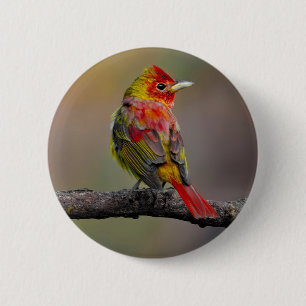 Bóton Redondo 5.08cm Scarlet Tanager Molting - Fotografia original