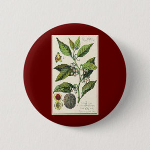 Bóton Redondo 5.08cm Sementes de Fruta de Planta de Noz-moscada Vintage