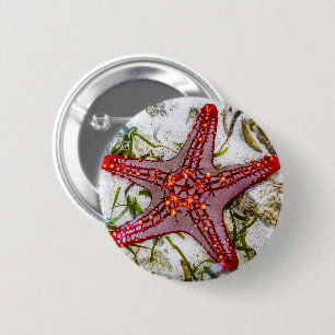 Bóton Redondo 5.08cm Starfish, Zanzibar, Tanzânia