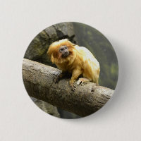 Tamarin dourado do leão