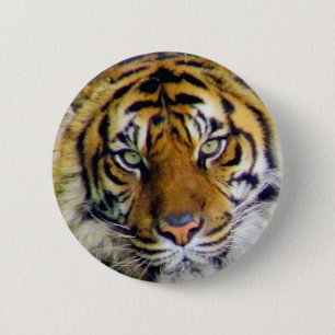 Bóton Redondo 5.08cm Tiger_