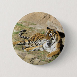Bóton Redondo 5.08cm Tigre de dormir