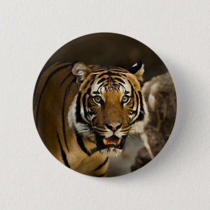 Bóton Redondo 5.08cm Tigre Siberiano
