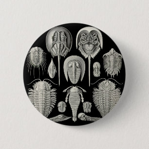 Bóton Redondo 5.08cm Trilobite!