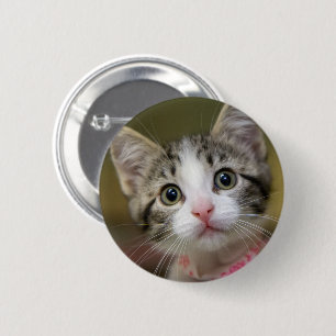 Bóton Redondo 5.08cm Um gatinho fofo com olhos verdes