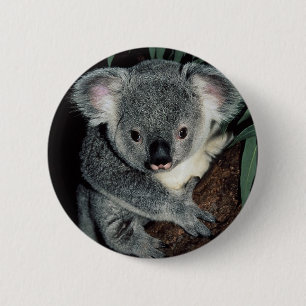 Bóton Redondo 5.08cm Urso de Koala bonito