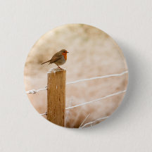 Winter Robin Redbreast