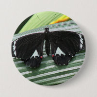 Borboleta tropical branca e preta