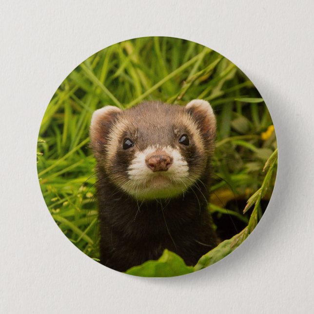 Bóton Redondo 7.62cm Cute Brown Ferret in the Grass (Frente)