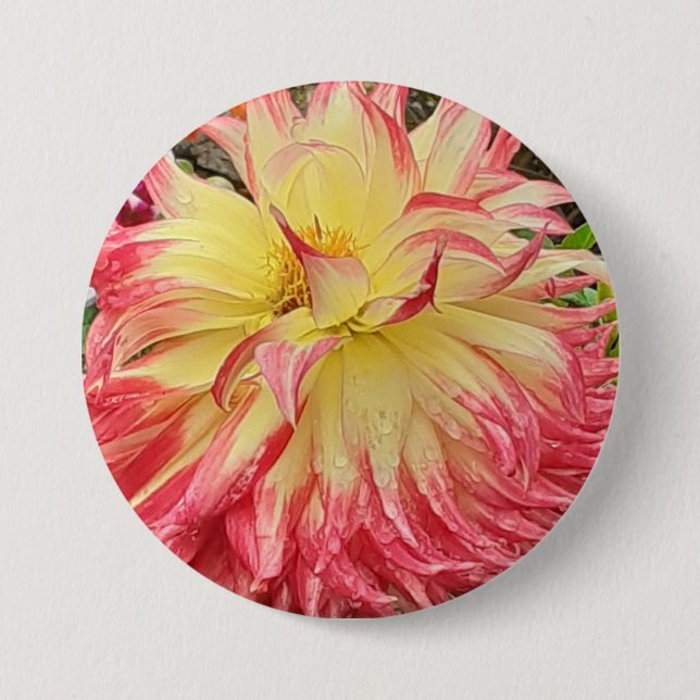 Bóton Redondo 7.62cm Dahlia Rosa e Amarelo (Frente)