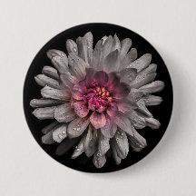 Flores De Quintal Sem Versão De Cor 91