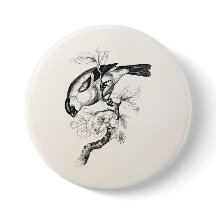 Ilustração do pássaro do Bullfinch dos 1800s do
