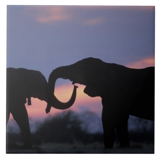 Botswana, Chobe National Park, Elefantes (Frente)