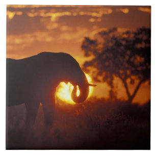 Botswana, Parque Nacional Chobe, Elefante Macho