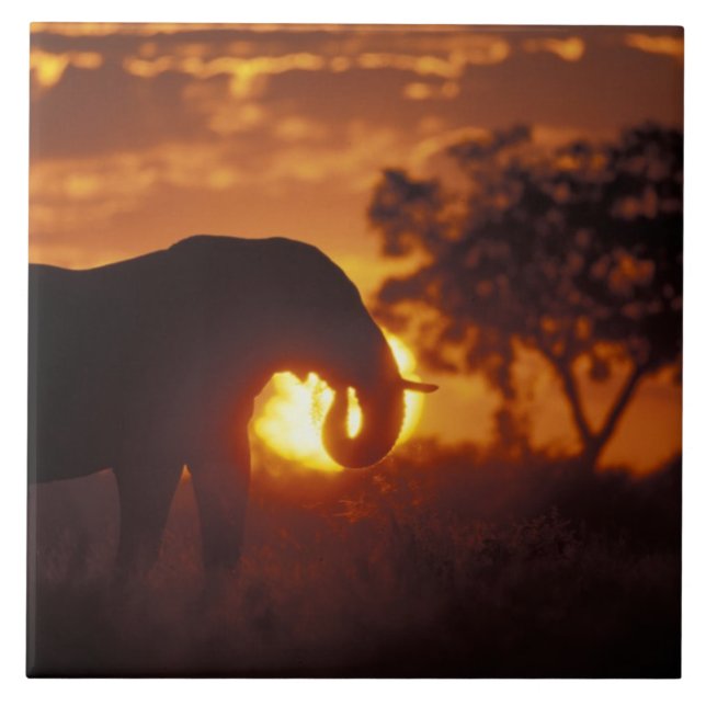 Botswana, Parque Nacional Chobe, Elefante Macho (Frente)