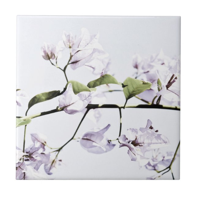 Bougainvillea (Frente)