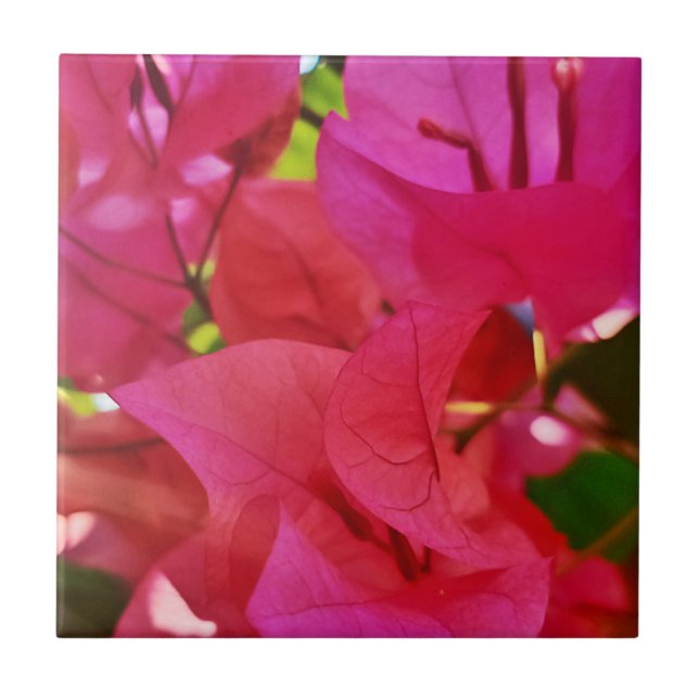 Bougainvillea, bonita flor rosa escura (Frente)