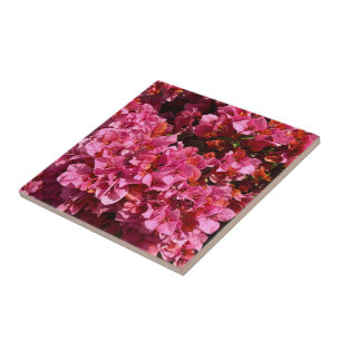 Bougainvillea Pink Tropical Vining Shrub Foto