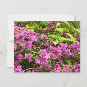 Bougainvillea púrpura tropical Floral