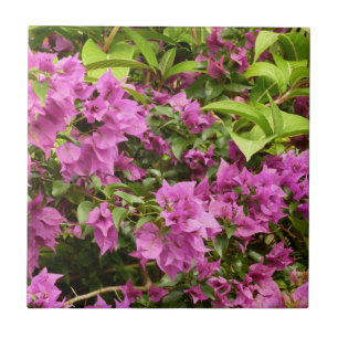 Bougainvillea púrpura tropical Floral