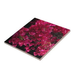 Bougainvillea Red Tropical Vining Shrub Foto