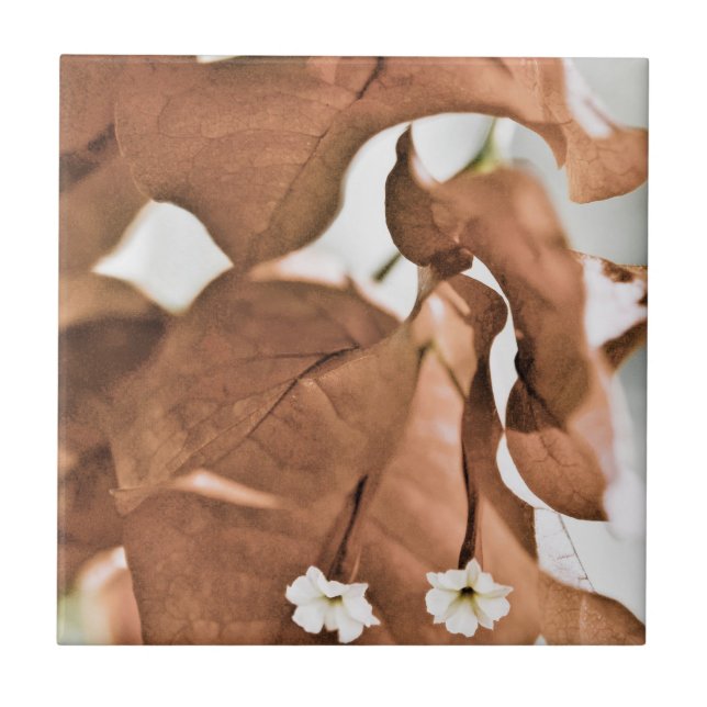 Bougainvillea Vermelha (Frente)