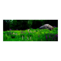 Boulder Glacial Num Poster De Campo De Lupina