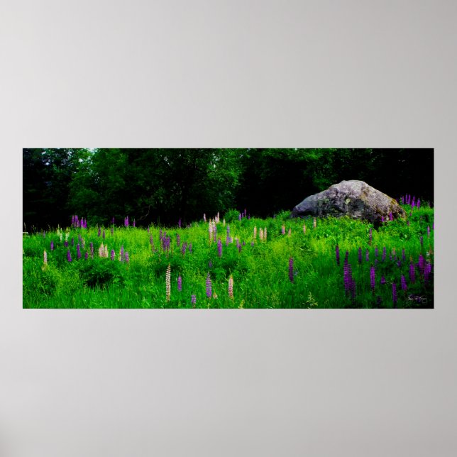 Boulder Glacial Num Poster De Campo De Lupina (Frente)