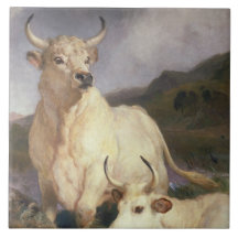 Bovinos Selvagens de Chillingham