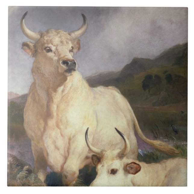 Bovinos Selvagens de Chillingham (Frente)