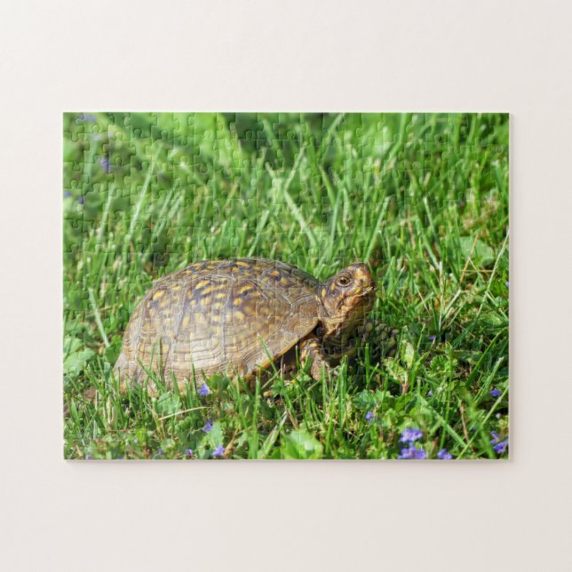 Box Turtle - Quebra-cabeça (Horizontal)