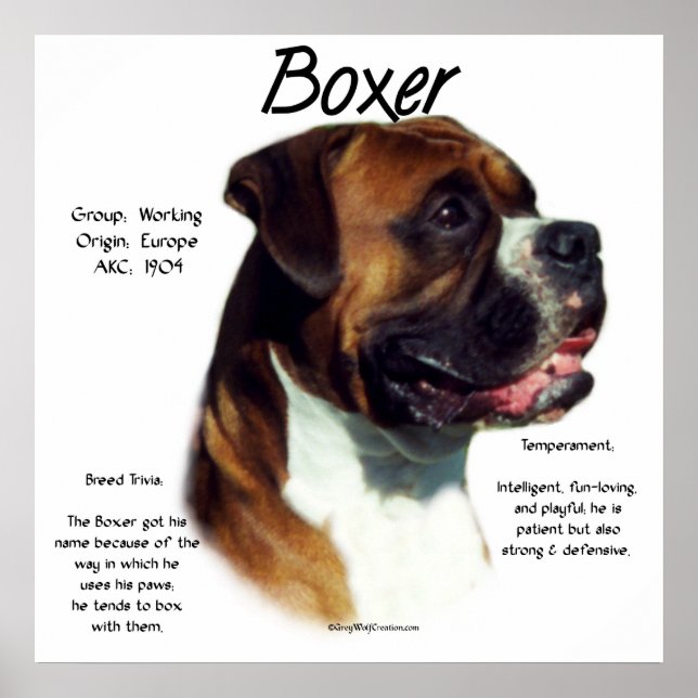 Boxer de Orelha Natural Conheça o Poster de Raça (Frente)