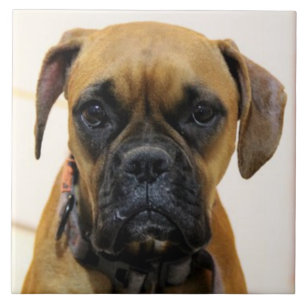 BOXER DOG 2, Pet Love, Best Frial KEEPSAKE