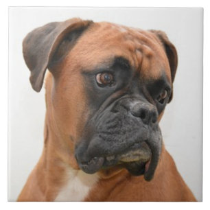 BOXER DOG 3, Pet Love, Best Frial KEEPSAKE