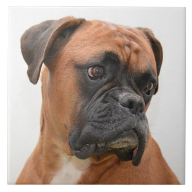 BOXER DOG 3, Pet Love, Best Frial KEEPSAKE (Frente)