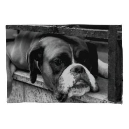 Boxer Dog On Windowsill pcna