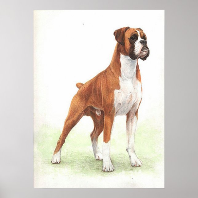 Boxer Dog Portrait Poster (Frente)