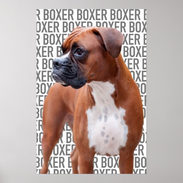 Boxer dog Poster (Frente)