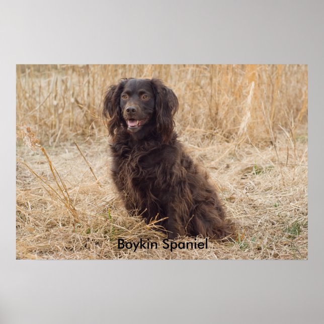 Boykin Spaniel Poster (Frente)