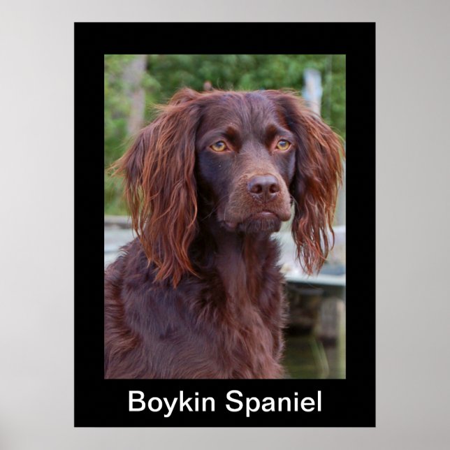 Boykin Spaniel Poster (Frente)